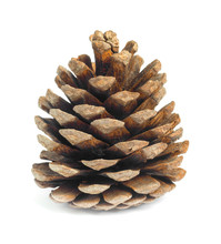 Old Brown Pinecone Isolated On Background