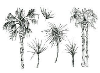 Set of isolated coconut or queen palm trees with leaves. Beach and rainforest, desert coco flora. Foliage of subtropical fern. Sketch palmae or jungle arecaceae.Island climate,botany, environment