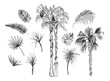 Set of isolated sketched coconut or queen palm trees with leaves. Beach and rainforest, desert coco flora. Foliage of subtropical fern. Green palmae or jungle arecaceae. Botany, environment theme