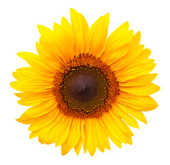 Wall Mural - Sunflower Isolated on White Background