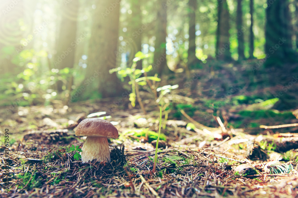 Porcini mushroom in the autumn forest. Nature background. - obrazy, fototapety, plakaty 