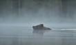Brown bear swimming in a misty pond early in the morning. Swimming bear.