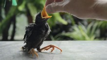 Baby Starlings Bird Falling From Nest And Human Hand Try To Feeding Food 