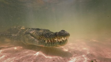 Wall Mural - extreme 4k uhd closeup shot of an american saltwater crocodile in ocean water, waiting for a prey un