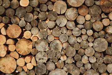 Wall Mural - Big wall of stacked wood logs showing natural discoloration