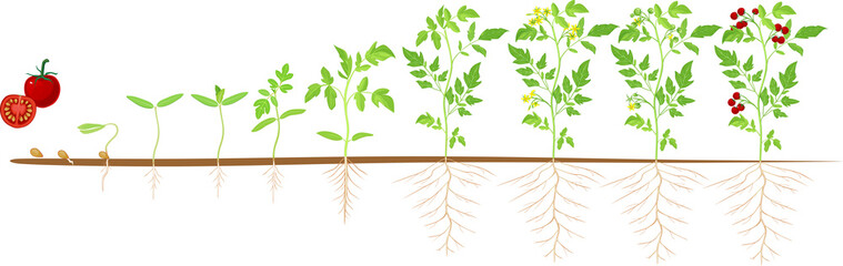 Sticker - Life cycle of tomato plant. Stages of growth from seed and sprout to adult plant with fruits