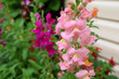 Pink snapdragon flowers in the garden