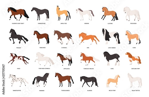 Fotomural Collection of horses of various breeds isolated on white background