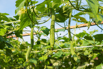 organic zucchini planting