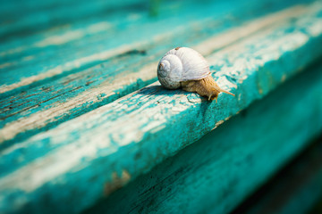 small snail approaches the edge of an old, blue-painted bench