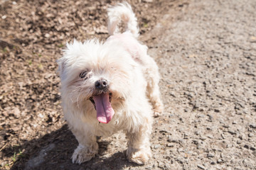  portrait of a bichon dog living in Belgium