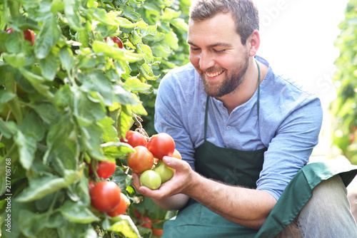 Fotomural glücklicher Gärtner kontrolliert reife Tomaten vor der Ernte im Gewächshaus - An