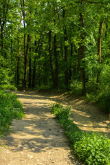 Wall Mural - An empty gravel path in a dense green forest surrounded by tall trees against the background of the sun passing through them.