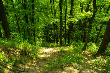 Wall Mural - An empty gravel path in a dense green forest surrounded by tall trees against the background of the sun passing through them.