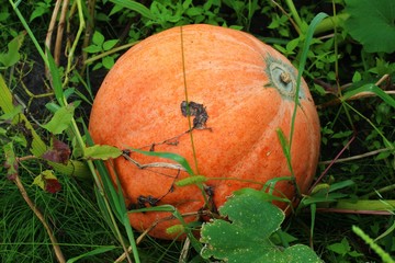 Poster - pumpkin grows on the field