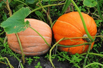 Poster - pumpkin grows on the field