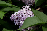 Fototapeta Paryż - Blooming young lilac glows in the bright rays of the spring sun.