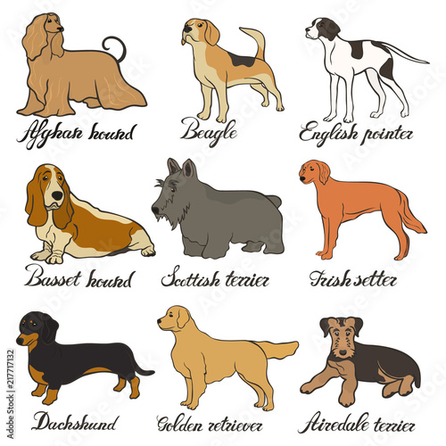 Afghan Hound Airedale Terrier Basset Hound Beagle Dachshund English Pointer Golden Retriever Irish Setter Scottish Terrier Vector Dog Breed Set Fci Hound Terrier Beagle And Related Breeds Stock Vector Adobe Stock