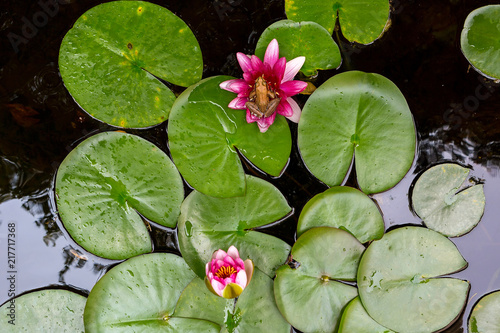Fotomural Pacific Tree Frog on Water Lily Flower in backyard garden pond Aerial View