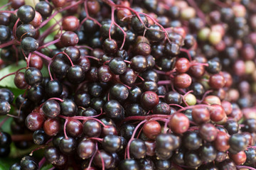 Poster - ripe elderberry berries macro