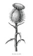 Milk thistle plant botanical hand draw vintage clip art isolated on white background