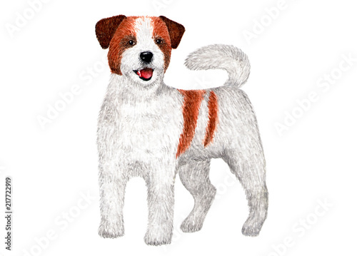 Long Haired Jack Russell Terrier Watercolor Illustration