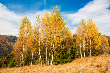 Poster - beautiful autumn landscape in the mountains