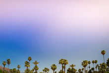 Tropical Summer Days In Palm Springs Oasis In Arid Sonoran And Mojave Deserts. California And Mexican Fan Palm Trees (Washingtonia Robusta And W. Filifera) On Californian Pink Blue Sky. CA, USA.