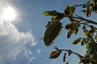 vertrocknetes feld ausgetrocknet verblüht verdorrt braune blätter sonnenblume ernteausfall trockenperiode, hitzewelle
