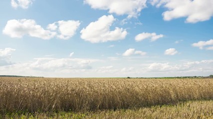 Wall Mural - Golden wheat field against a blue sky and clouds, time-lapse.