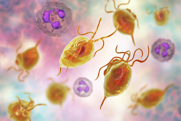 Poster - Trichomonas vaginalis protozoan and neutrophils, 3D illustration. The cause of trichomoniasis. Smears from urethra and vagina usually shows Trichomonas together with abundant neutrophils