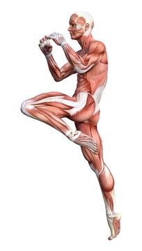 3D Rendering Male Anatomy Figure on White