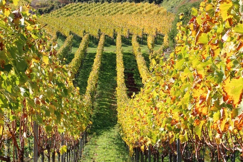 Vineyard In The Kaiserstuhl Meaning Emperor S Chair Hills