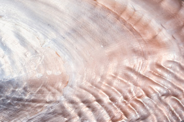 Wall Mural - luxury nacre seashell background texture close up