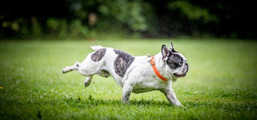 Wall Mural - The French Bulldog