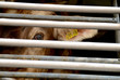 Cow in a truck interior, sad, on the way to the slaughterhouse