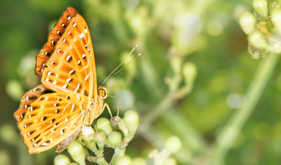 Wall Mural - Closeup yellow butterfly on green flower nature blured background