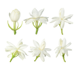 White flower, Thai jasmine flower  isolated on white background.