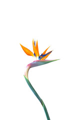 Wall Mural - bird of paradise flower with a long curved stem isolated against a white background