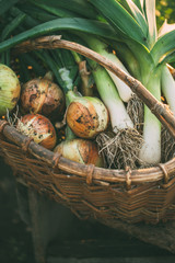 Wall Mural - Freshly Picked Onions and leeks.