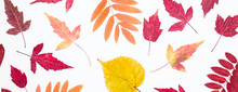 Multicolored Set Autumn Leaves Pattern. Hello, Autumn Concept