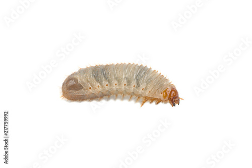 Fotografía larva of the May bug on a white background
