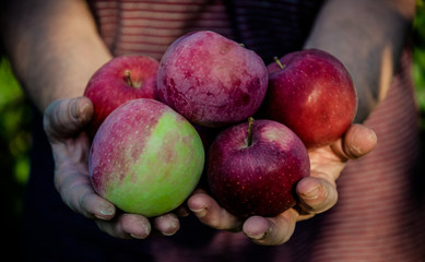 Wall Mural - September crop of apples. Organic food