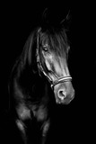 Fototapeta Konie - Black horse isolated on black