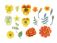 Watercolor Hand Painted Orange Marigold And Yellow Pansies Flowers Set. Can Be Used As Print, Postcard, Invitation, Packaging Design, Stickers, Textile, Fabric, Wrapping Paper And So On.