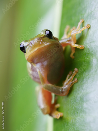 Plakat Europejski drzewnej żaby obsiadanie na zielonym liściu