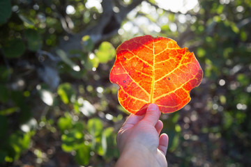 A hand holding a sea grape leaf.