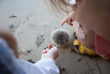 Children Gently Touching The Spines On A Sea Urchin They Found On The Beach.