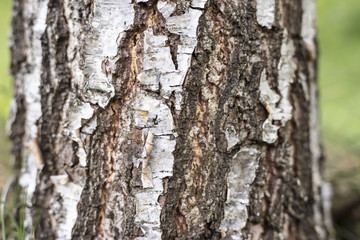 Birch bark, white and black surface.