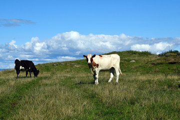 A herd of cows grazing in the mountains by the sea. Sunny day. Light clouds. Livestock in Norway.